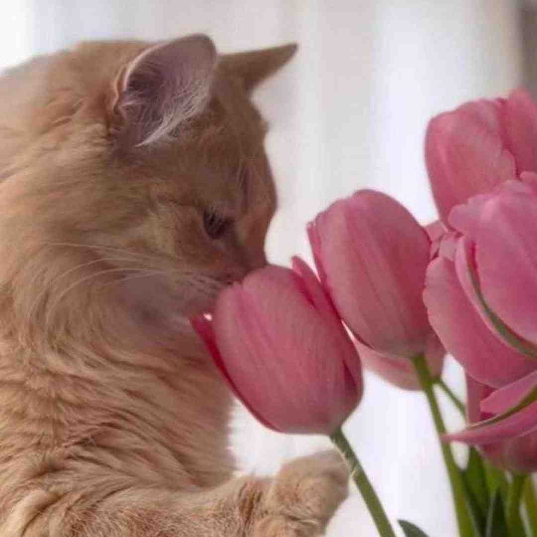  کی میگیره جاتو فتح کردی تن منو