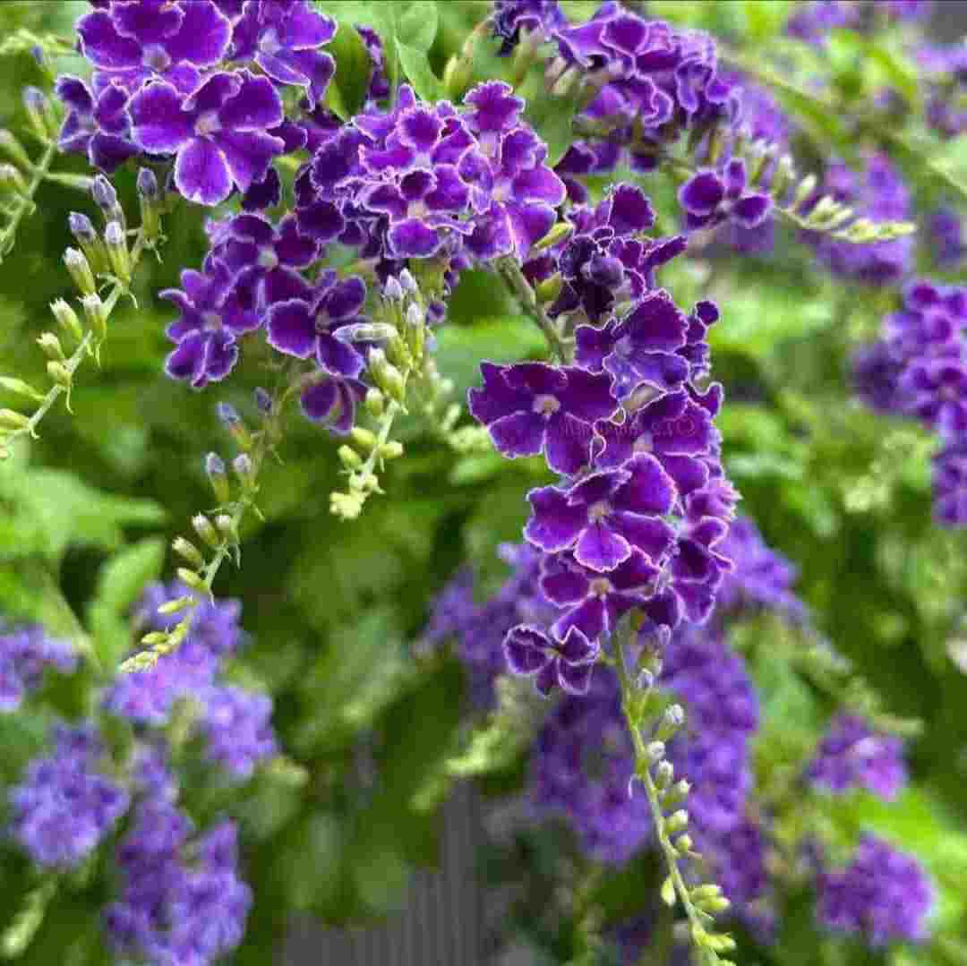 ای ابر بهارم ببار روی سرم (هوش مصنوعی)
