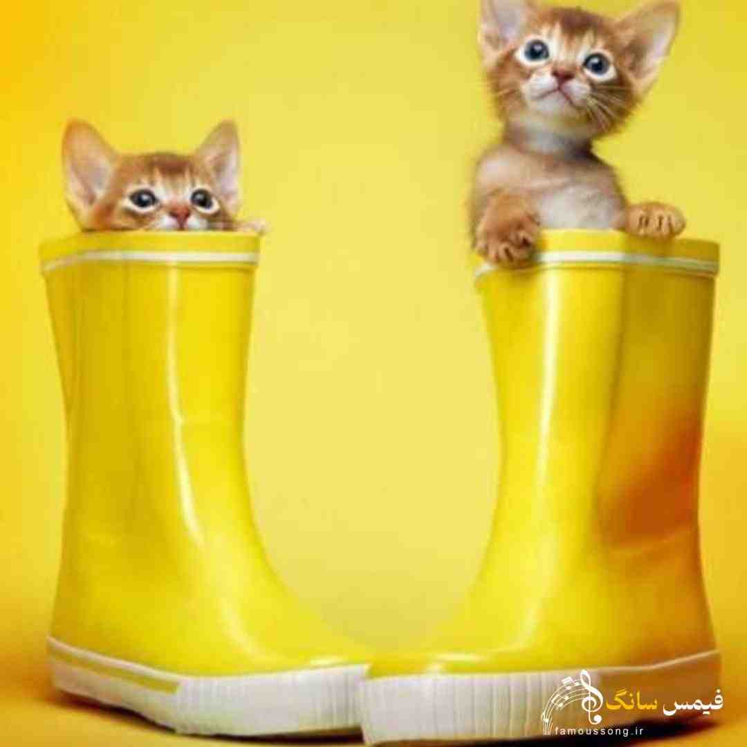  هی ببین خودمو زدم به دیوونگی