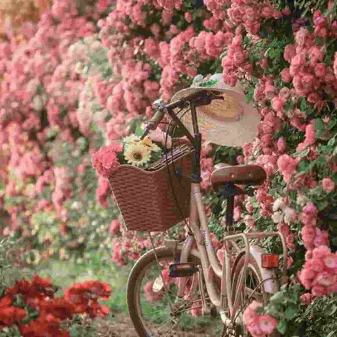  اﻣﺸﺐ ﺗﺮﺳﻴﺪم ازت ﺗﺮﺳﻴﺪم ﺑﺮیﺟﻠﻮت ﻣﻦ ﺑﻰ اﺳﻠﺤﻢ