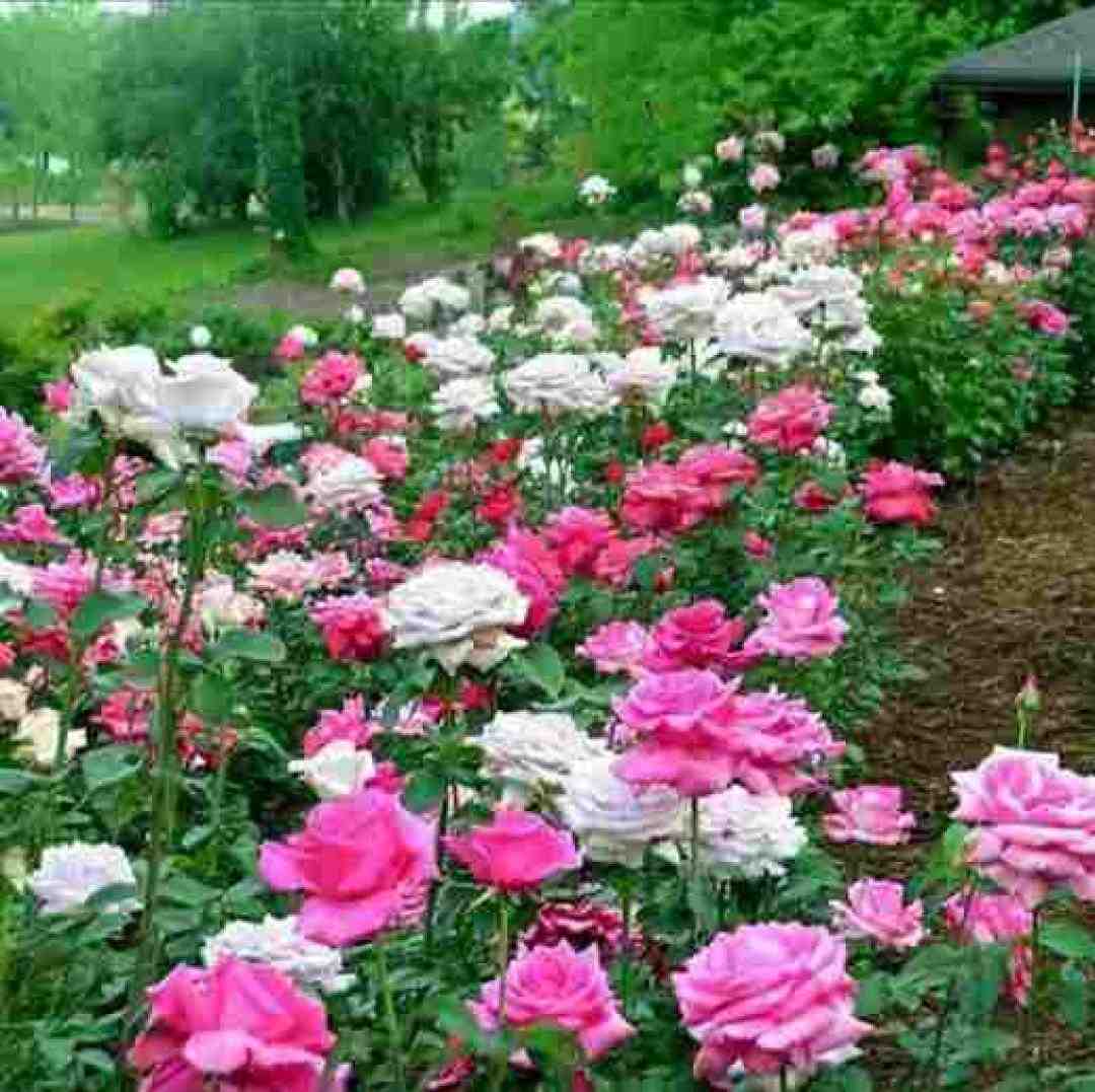   تو معجون گل و مخمل و نوری با صدای دختر