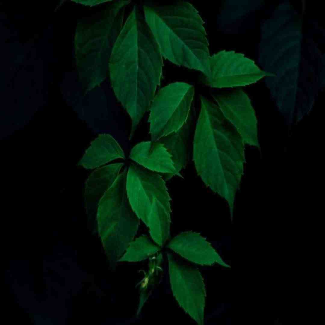  توی بهشت عجب داره جشن و سروری اخراجی ها