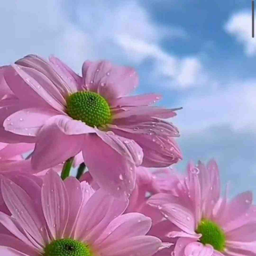  ساقی بریز دارم بهم میریزم به دشمنای سرم