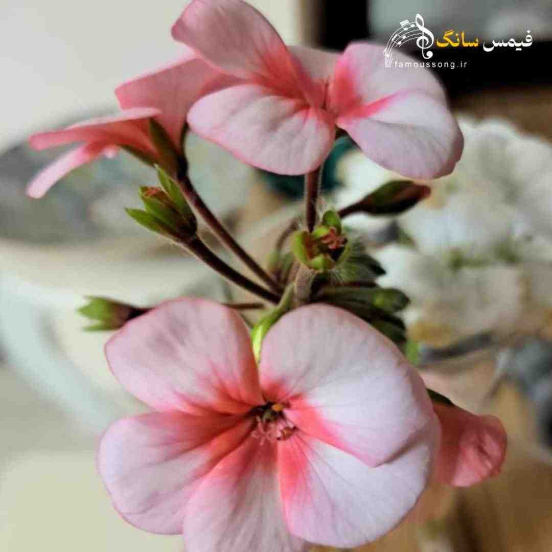 درو وا نمیکنم چون تو مهمون
