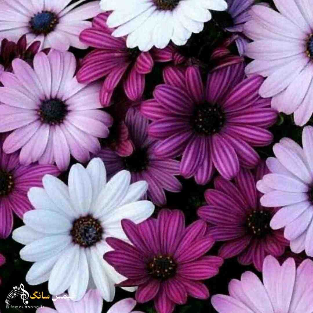  عزیزم غصه نخور زندگی با ماست
