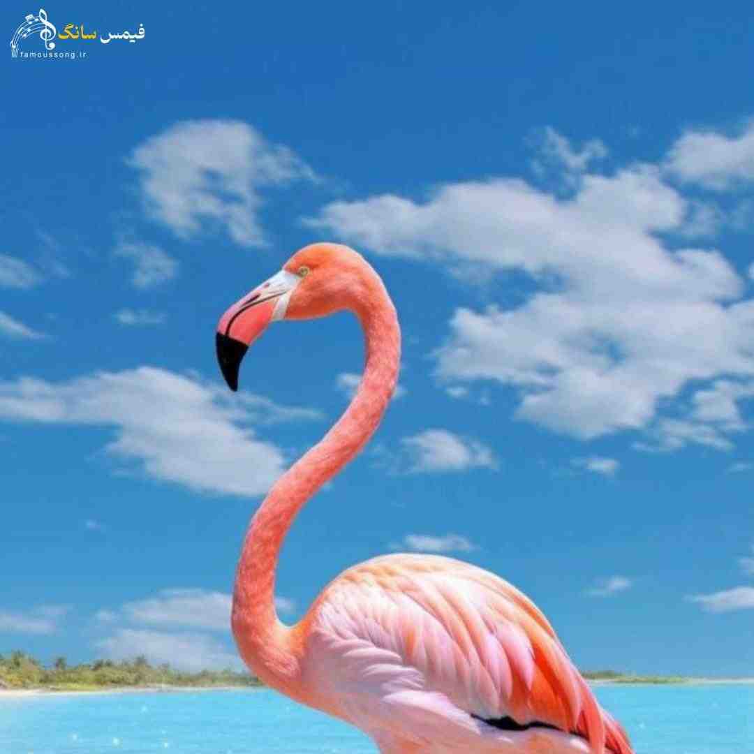 کی میگیره جاتو هر کس به تمنای کسی غرق نیاز