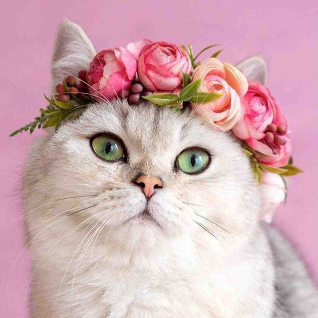  سینه حوضی قمریه دمه حوضی کوثریه