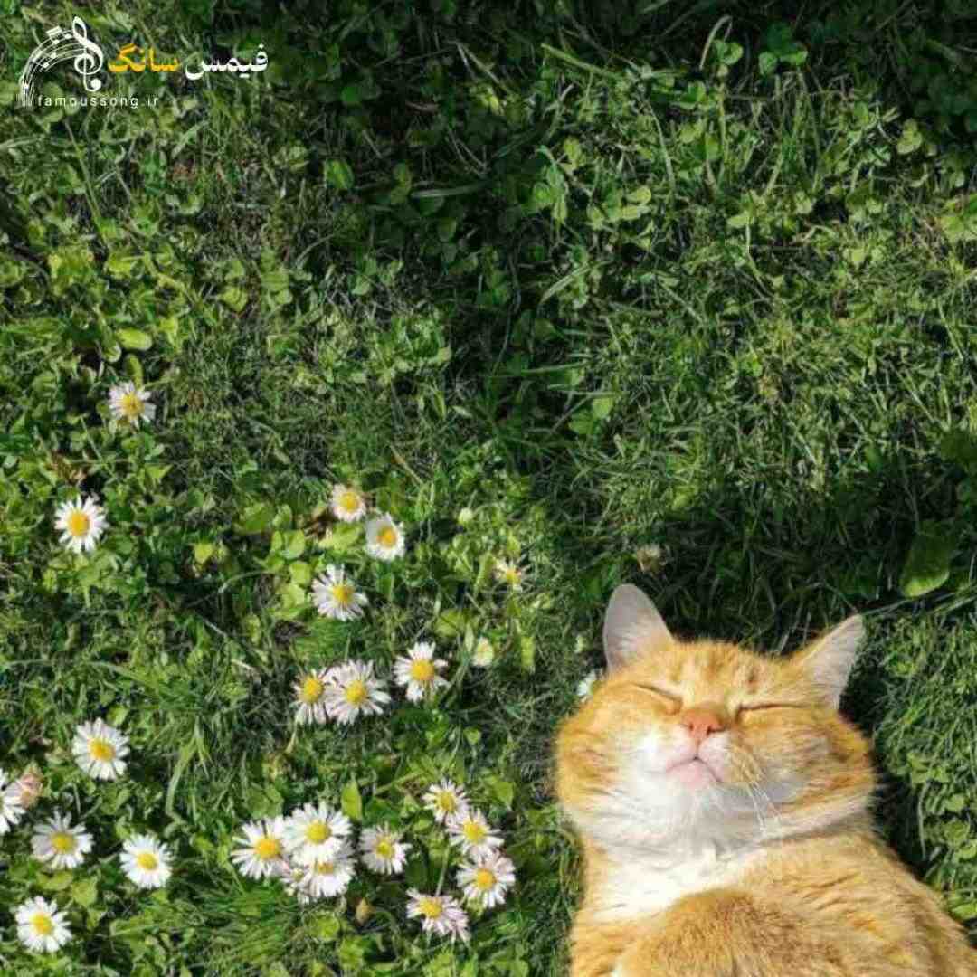 شالش رو برداشت از حجابش دفاع کرد