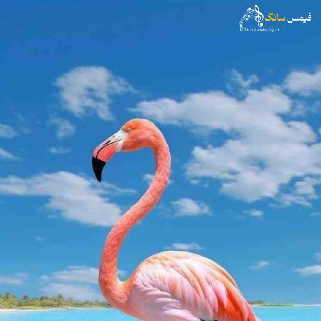 اسمش نمیدونم عقدس یا چی دوست دارم
