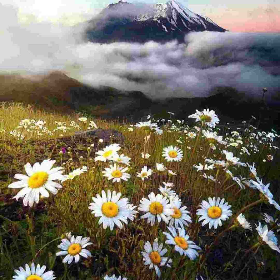 دانلود آهنگ رگ و ریشه با صدای دشی
