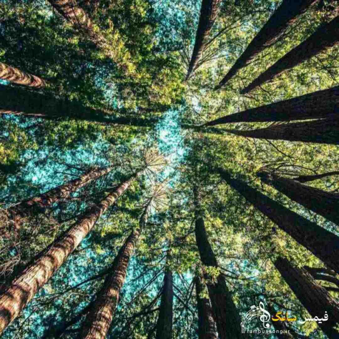  نمیکشم دیگه تنهایی داداش