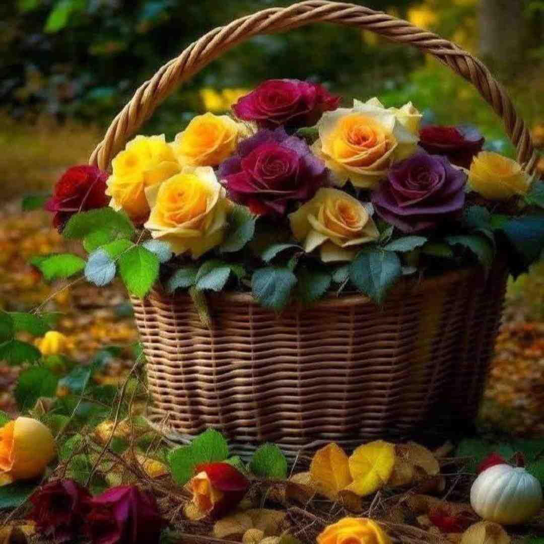  منیم دونیام