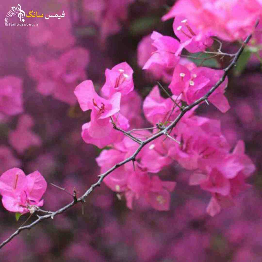  یاقوت لبات دونه انارم