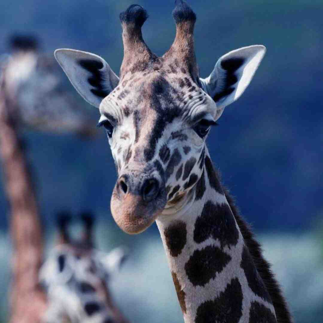  برداشتم دست از سرت نیستی جات الکل سگ مصبه
