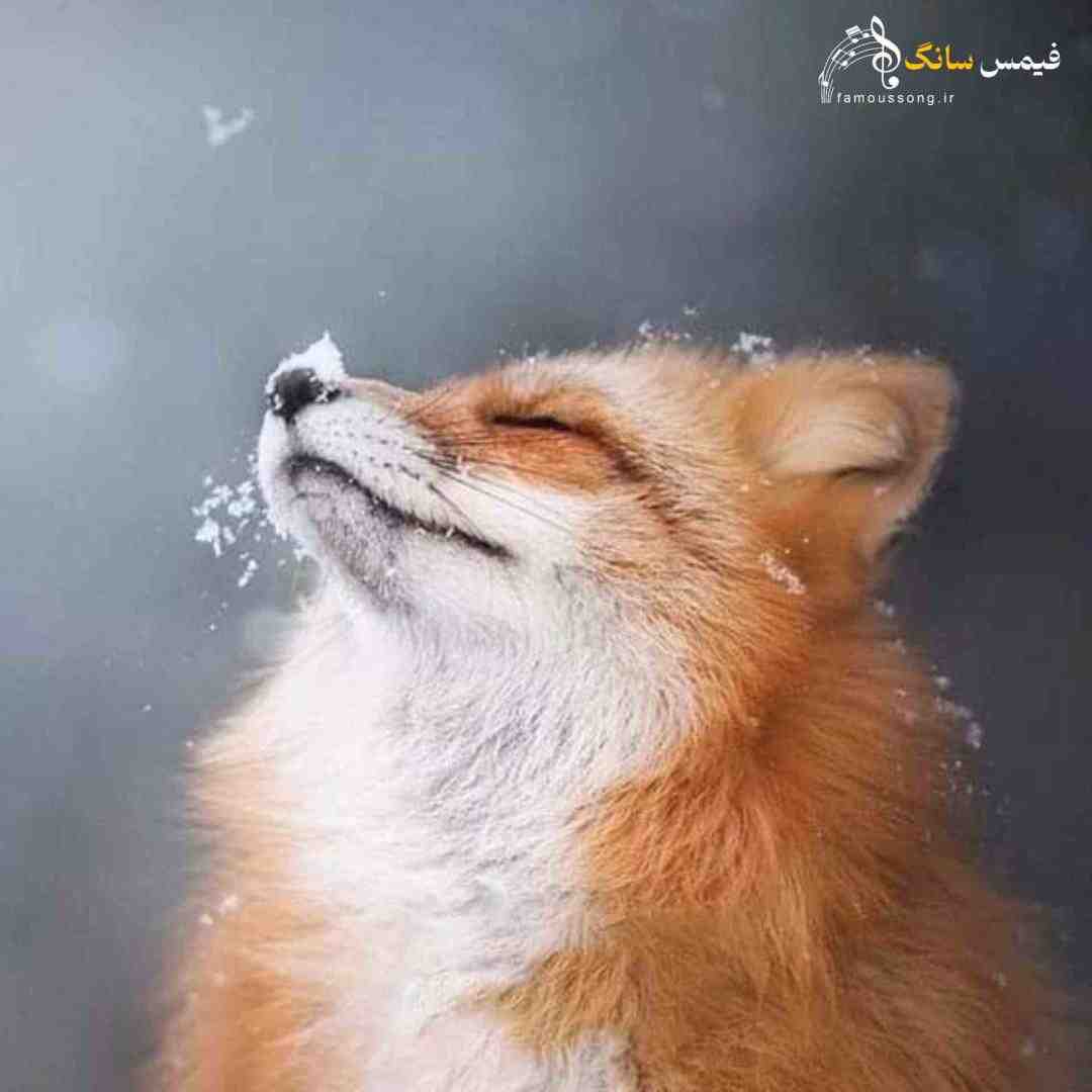 میگه دوماد ما باید شازده باشه