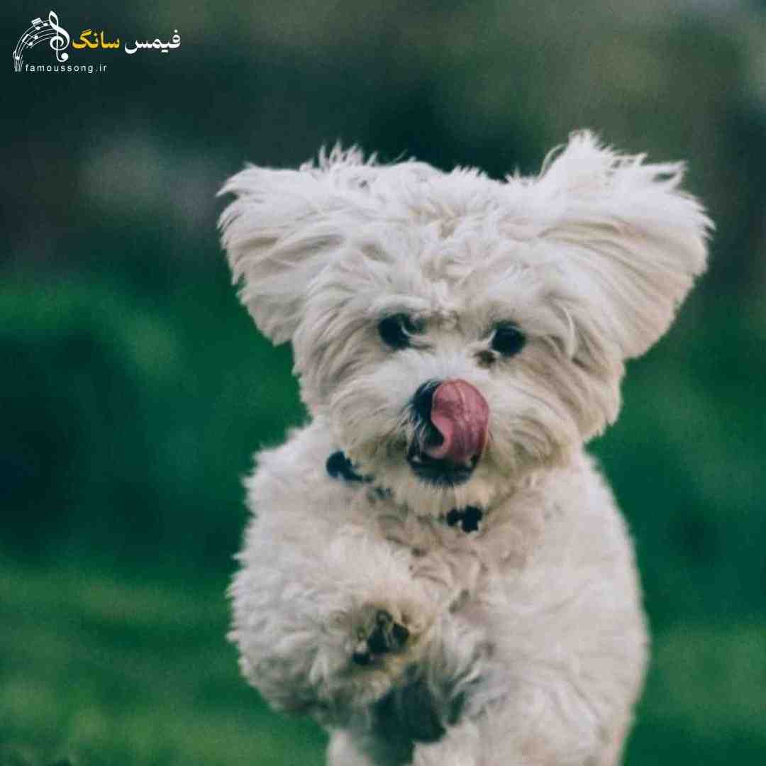  اصلا چشم برنمیداری از روم کیوت ترینی