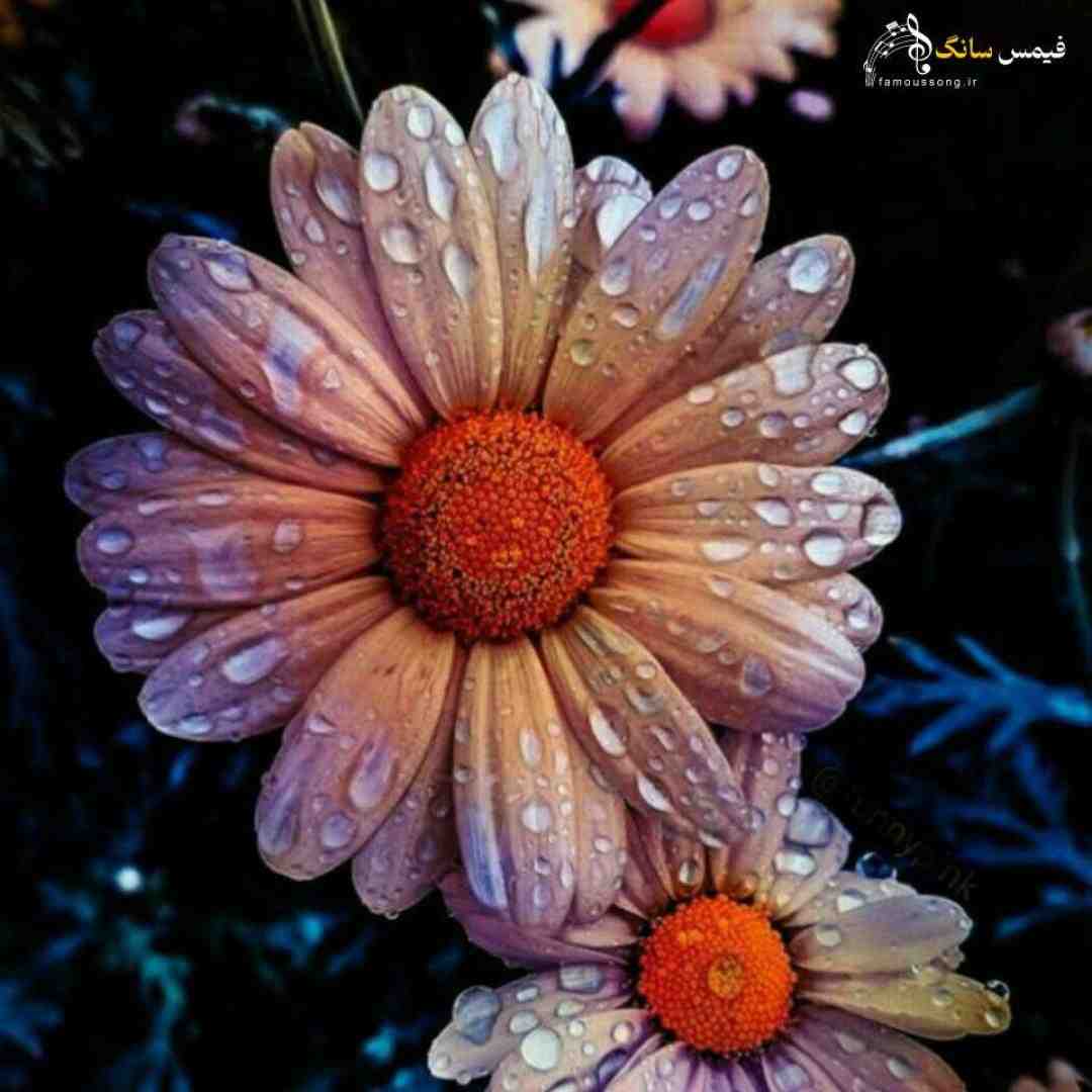  اخلاقای بدو دادیم رفت