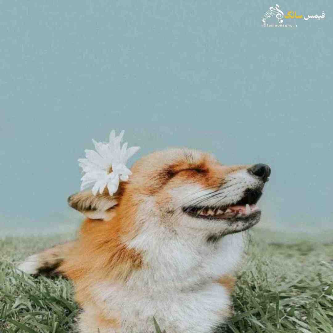 آویزه گوشت کن دوست ندارم باشی تو چشم (هوش مصنوعی)