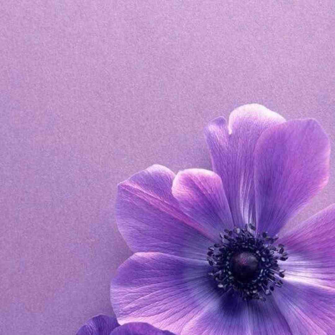  این کاکو شیرازیه عشقش ای ال ایکس مشکی