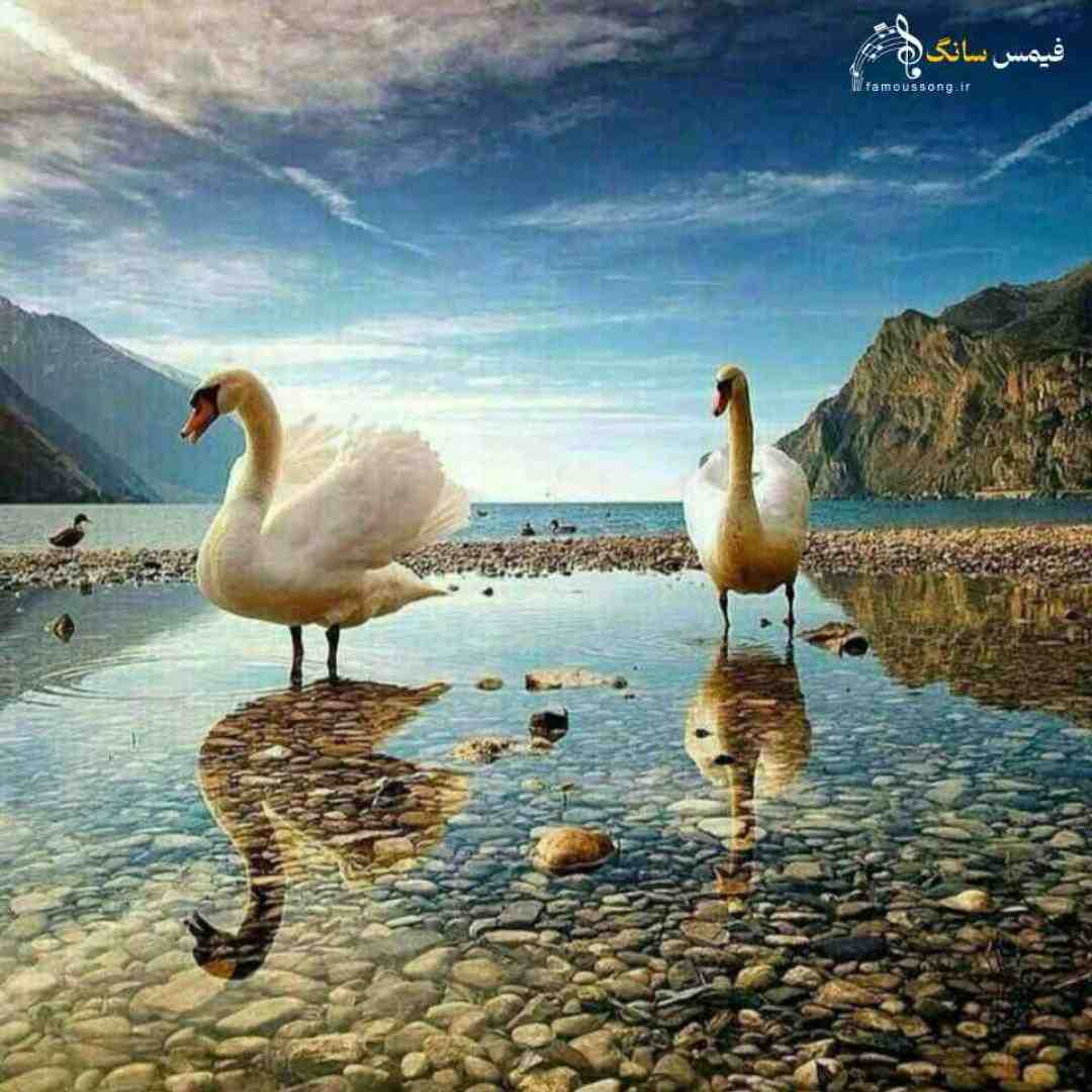  تلپاتی داری با من انگاری رسما