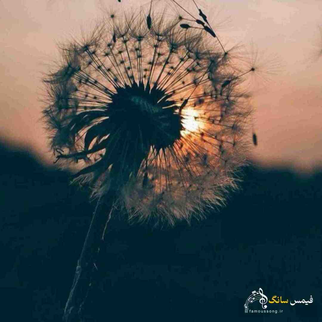  دیگه بدجوری خورد به پرم منم بلد بودم