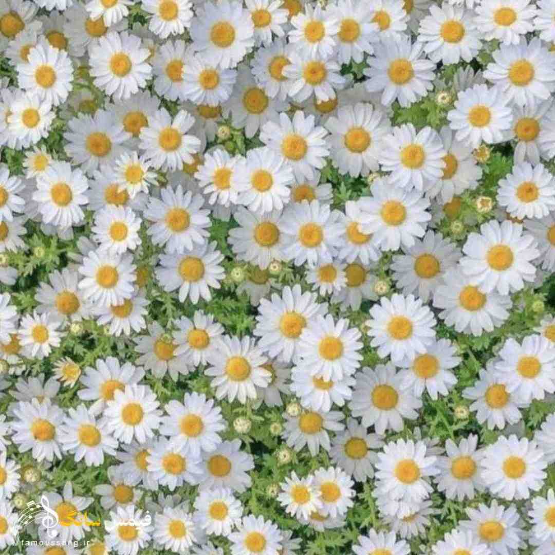 مبارکه وارد شدنت جوش بودی بالغ شدنت
