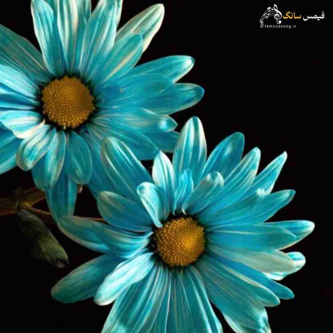  من در پی تو تو پی من وای چه (هوش مصنوعی)