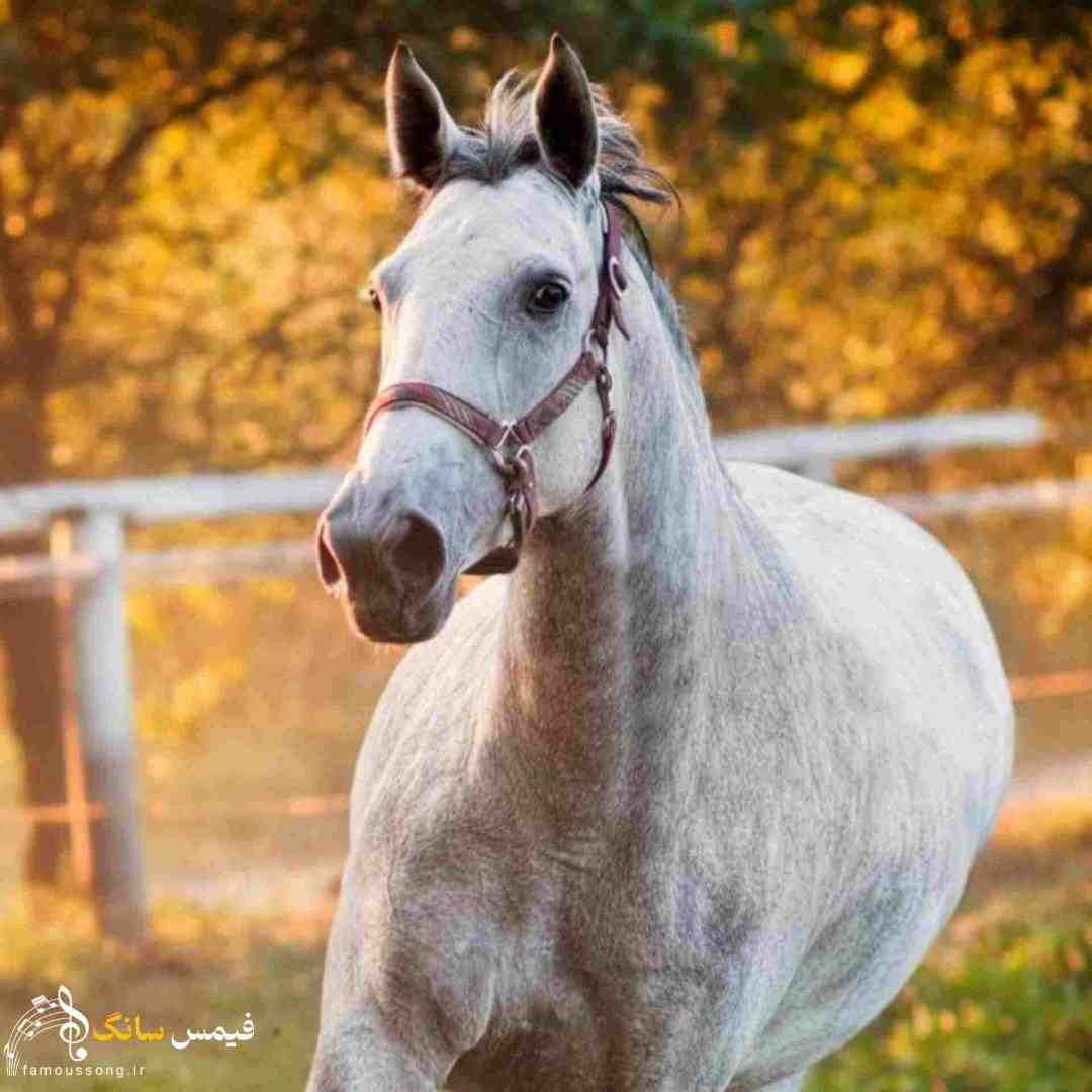  ای خدا قسم به عشقو (اینستا)
