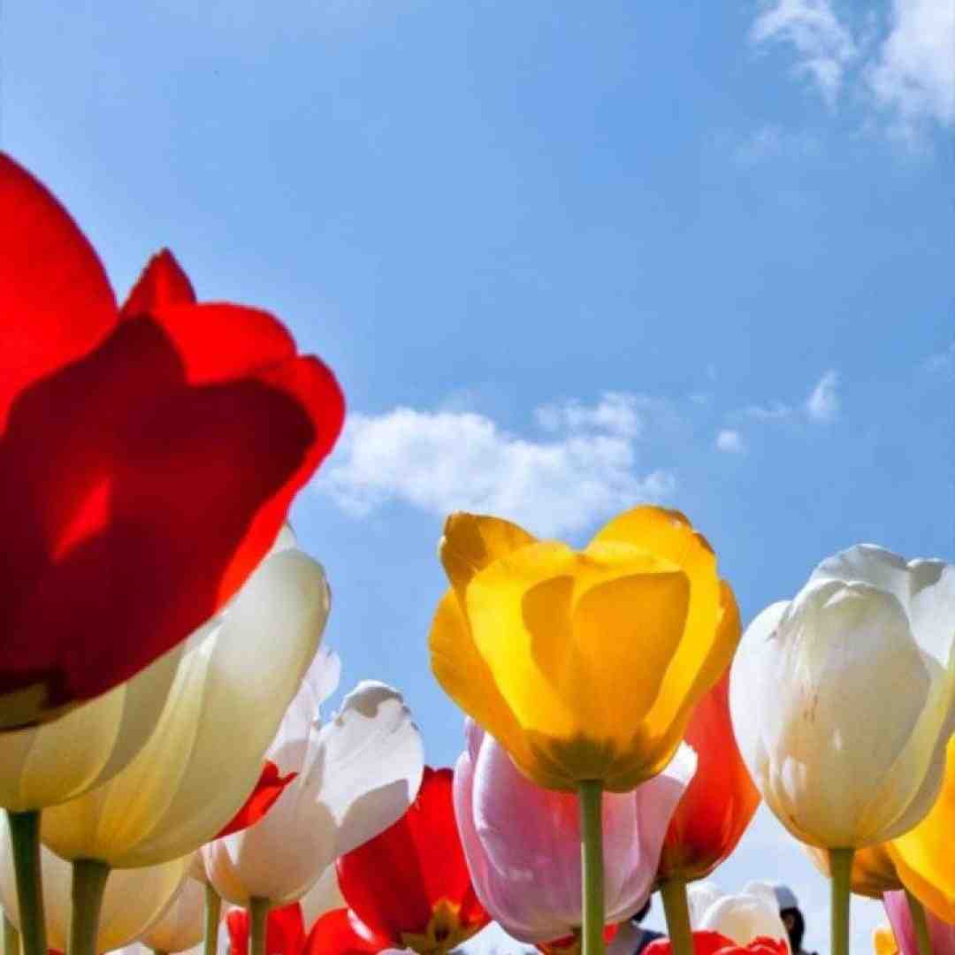  هرکی از راه رسید بهش یه حالی دادیم واسه اینه