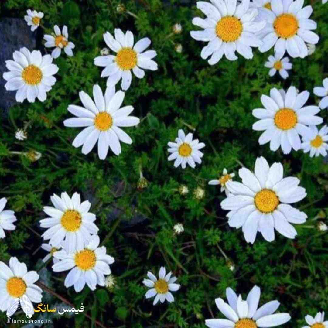 کنارم هستی و اما دلم تنگ میشه هر لحظه