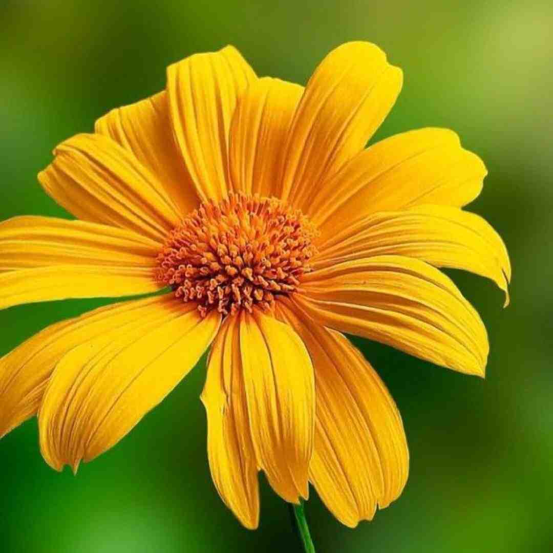  عشق سیخی چند غصشو ما خوردیم