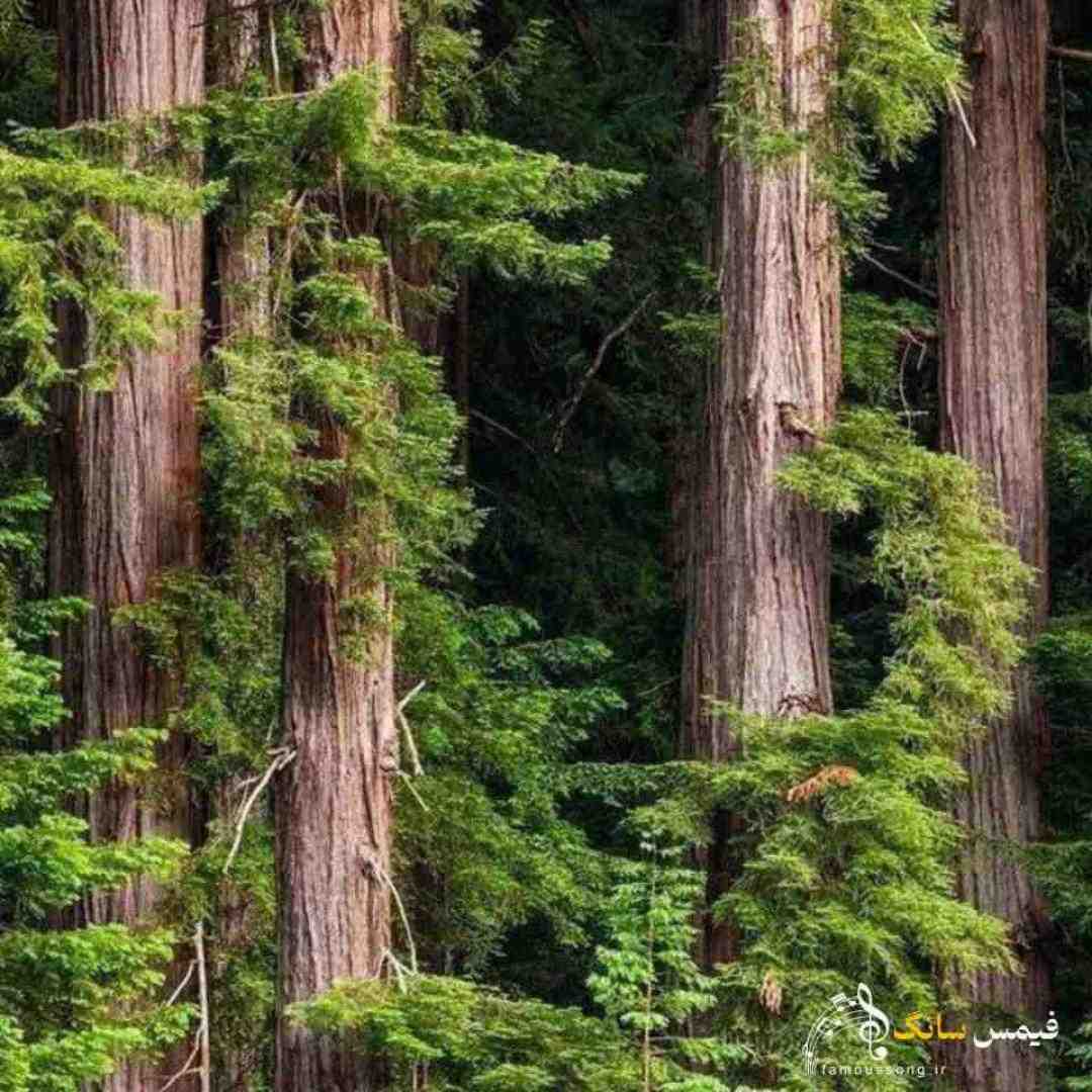  تو شدی مودی و خواستی بکنی دوری
