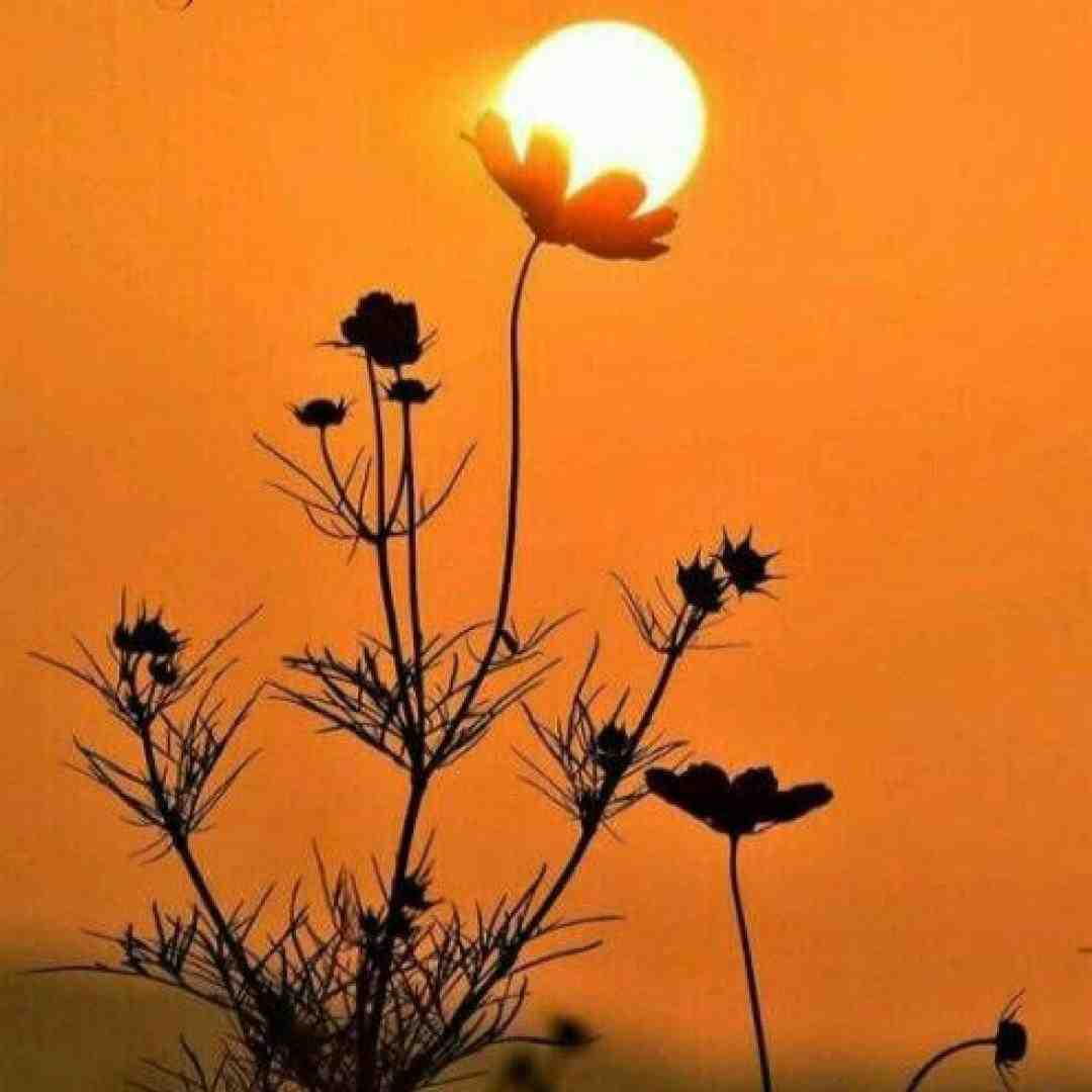  تنگه دلم واسه دلخوشی با چیزای کوچیک