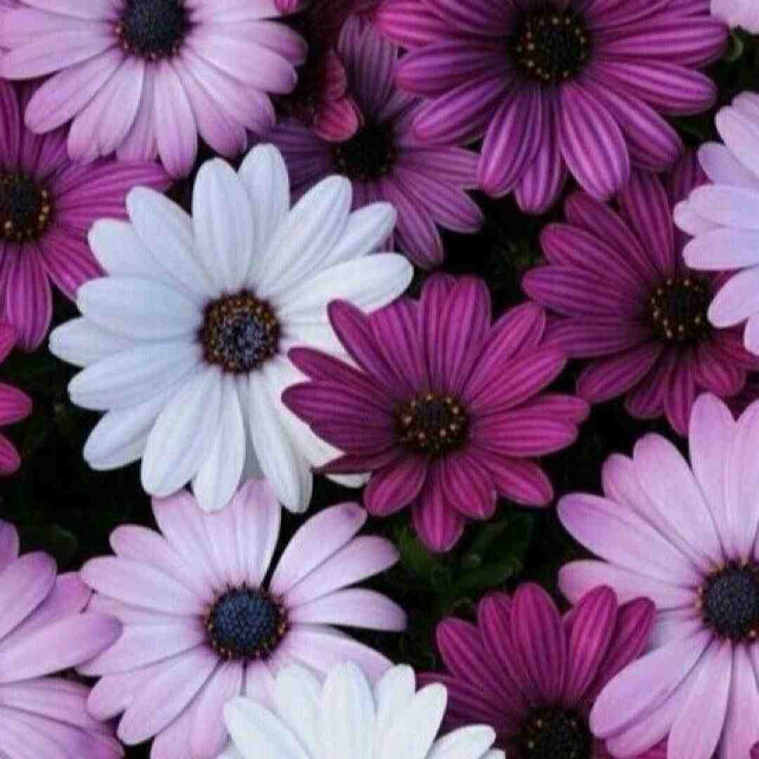 حالا بفرما بفرما خونه خودته بفرما