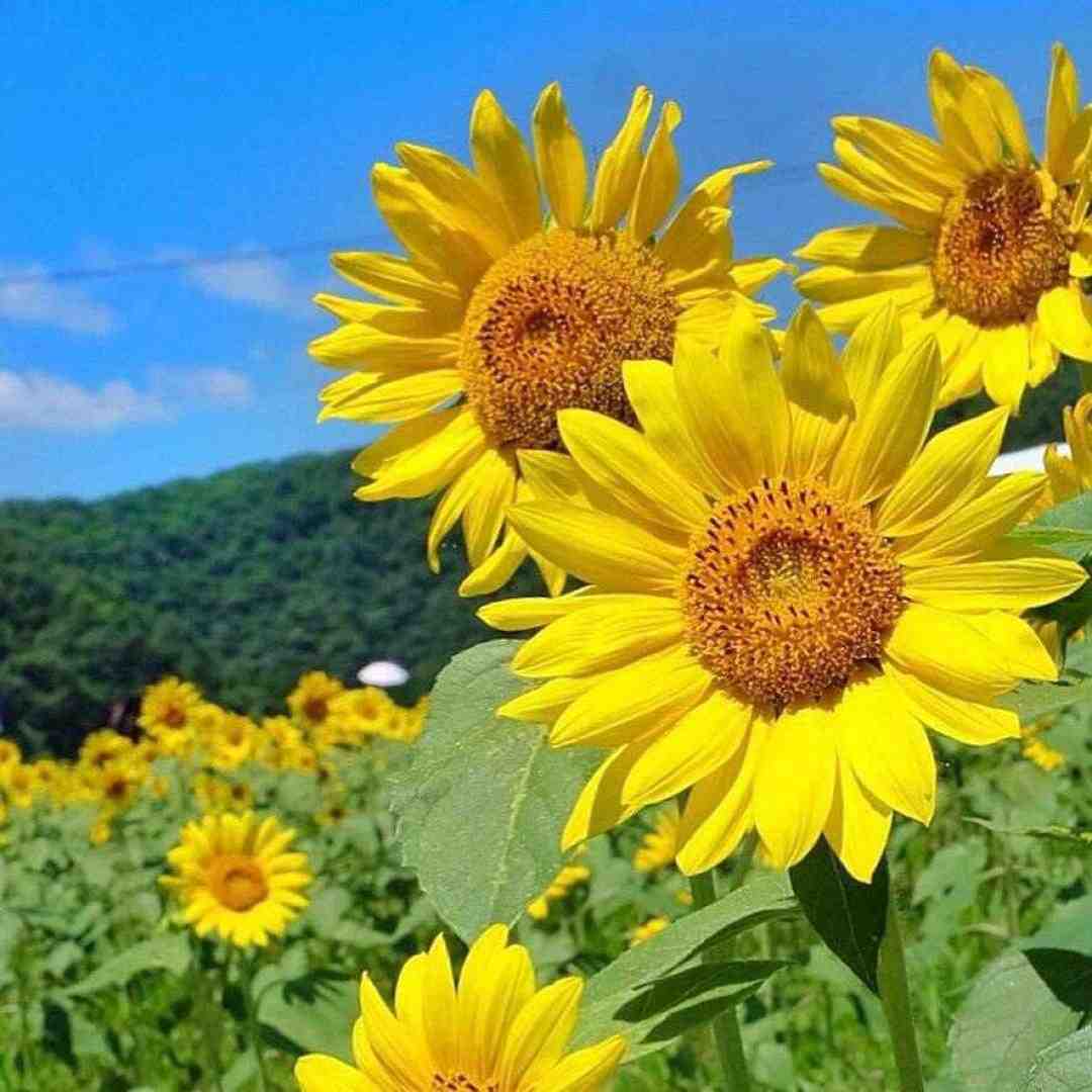  دل من فرش زیر پات زیر قدمات