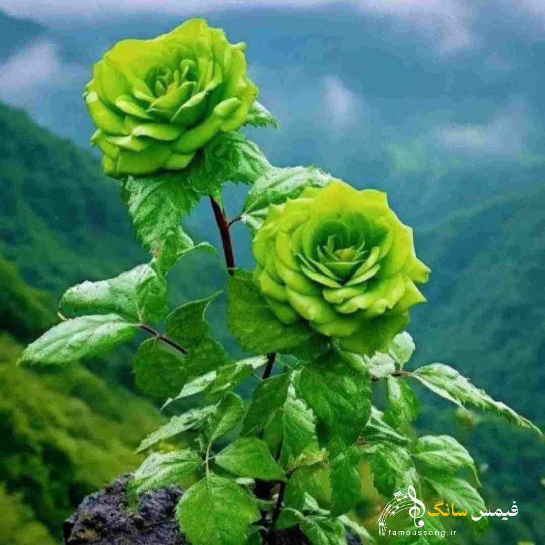  یه مغز پنجر یه دست به خودکار