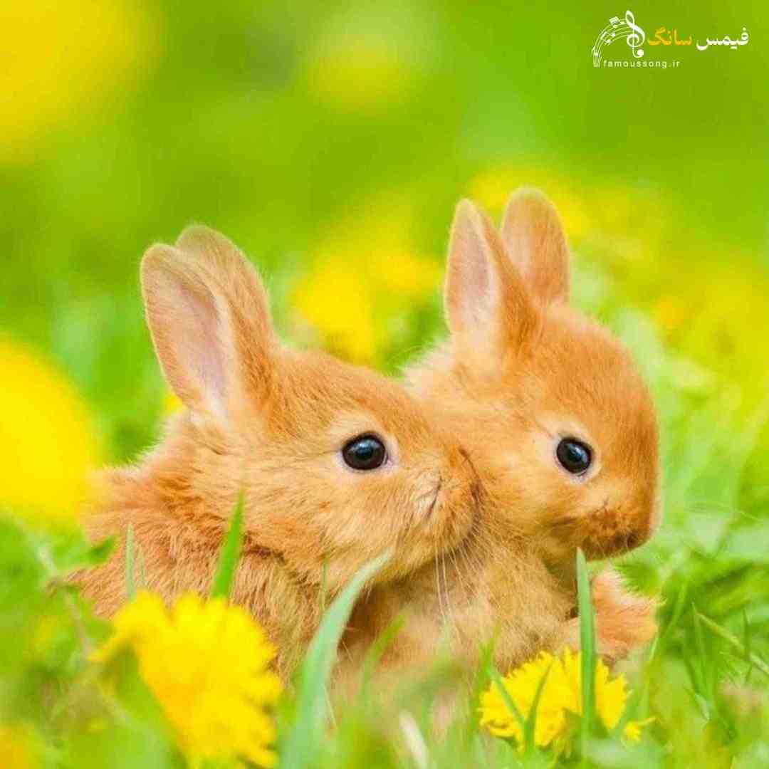  برو این شلوغی داره خطر گفتم اینا واسه دیدن