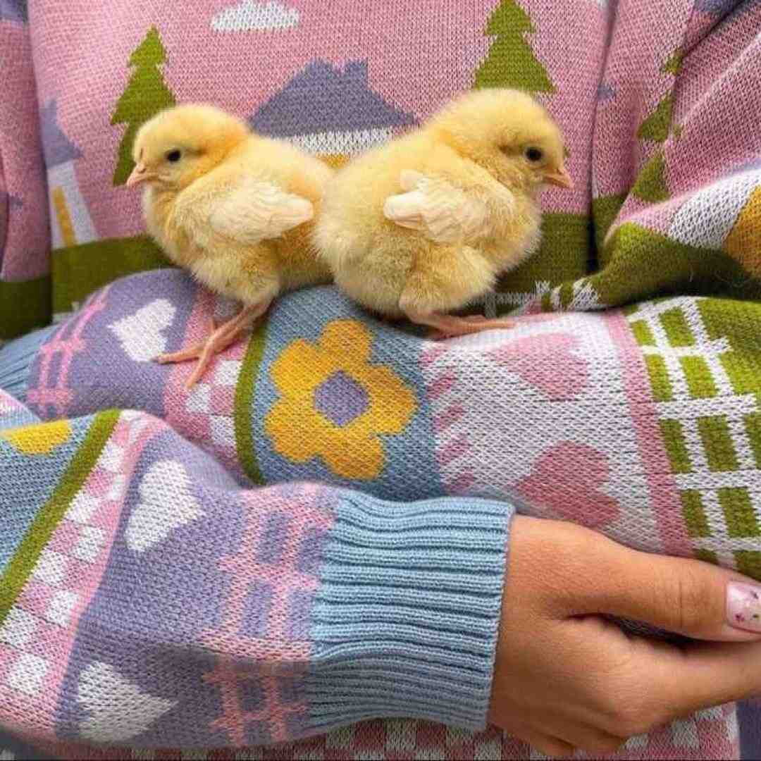 حنا حنا گل گلبند حنا