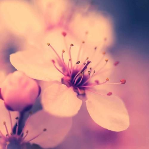 هرجایی میرم کلی چشمه روم آروم آروم دله من